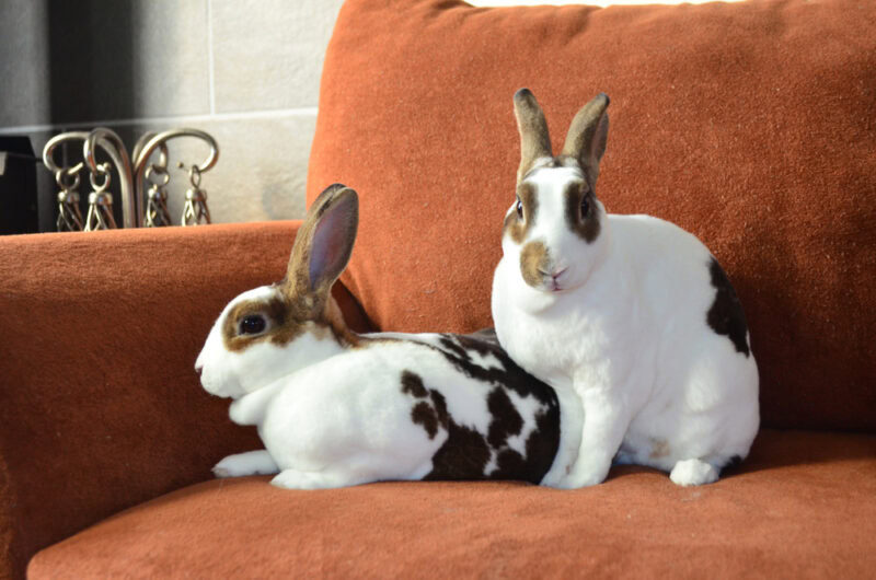 Broken Castor Mini Rex Doe Rabbits