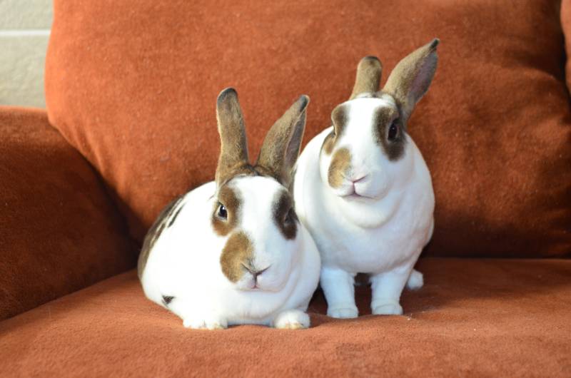 Broken Castor Mini Rex Doe Rabbits