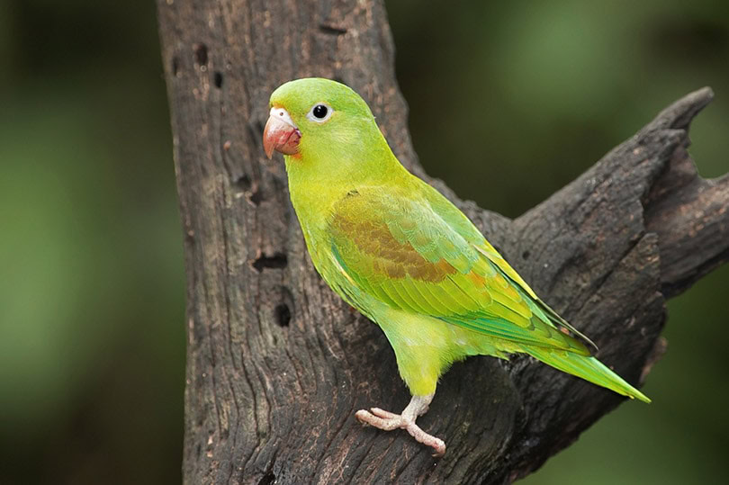 Brotogeris Parakeet