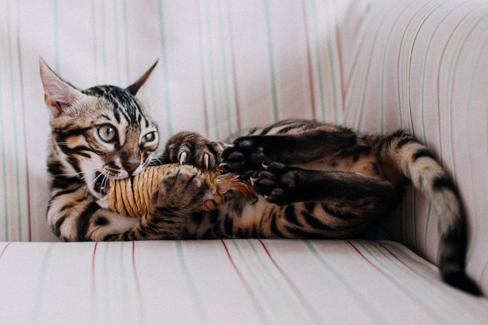 Brown & Black Cat Lying on a Couch and Playing with a Toy