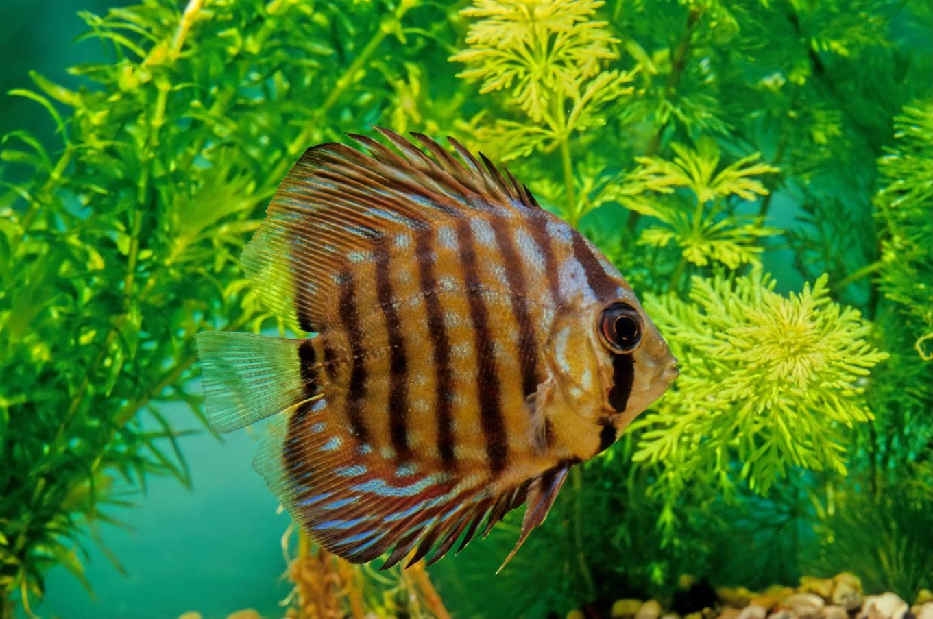 Brown Discus