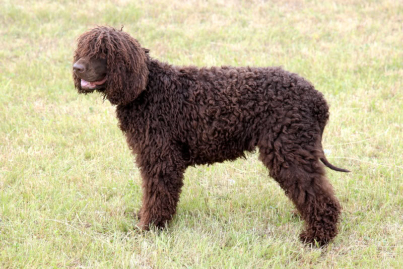 Brown Irish Water Spaniel in the garden
