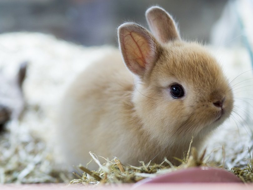 Brown Netherland dwarf rabbit_RATT_ANARACH_Shutterstock