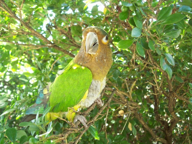 Brown Parakeet