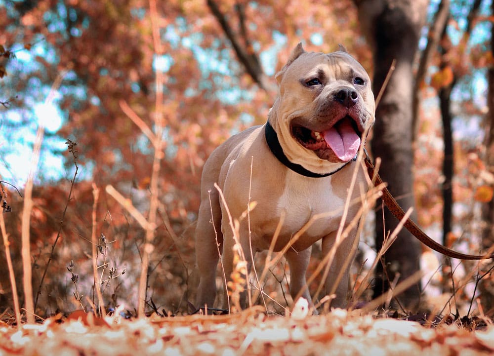 Brown Pitbull standing on dry grass