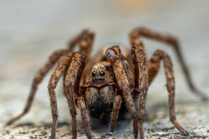 Brown Tarantula Wolf Spider