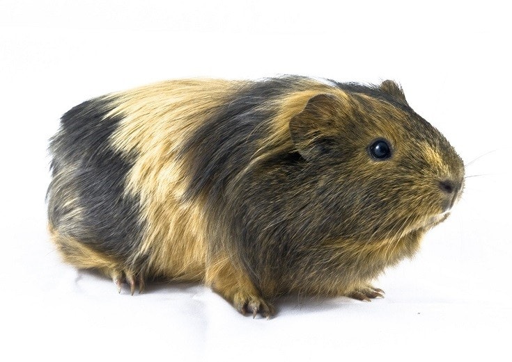 Brown black Guinea Pig
