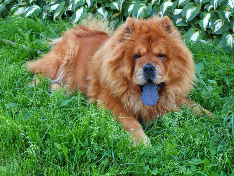 Brown chow chow dog in the grass