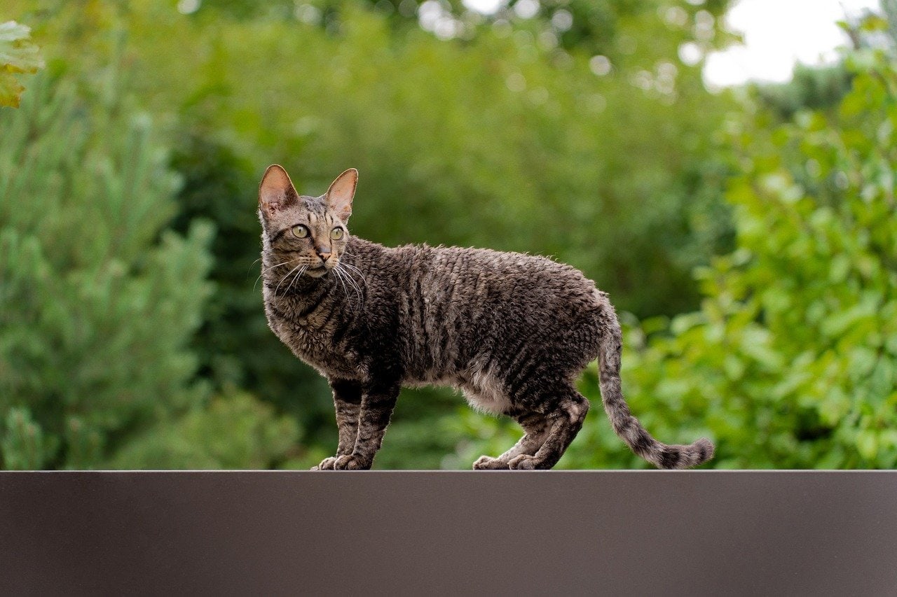 Brown cornish rex cat outside on a wall