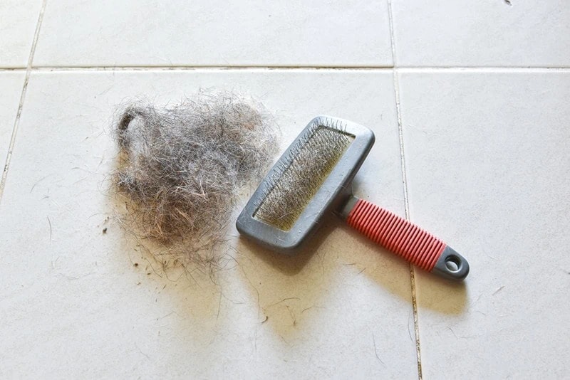 Brush Cat Dog Fur