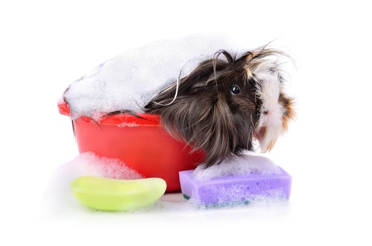 Bubbly Guinea Pig