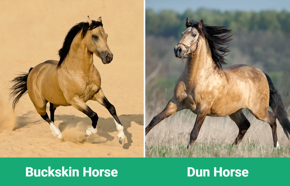 Buckskin vs Dun Horse - Visual Differences
