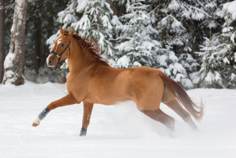 Budenny stallion galloping in the snow