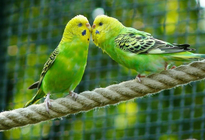 Budgerigar