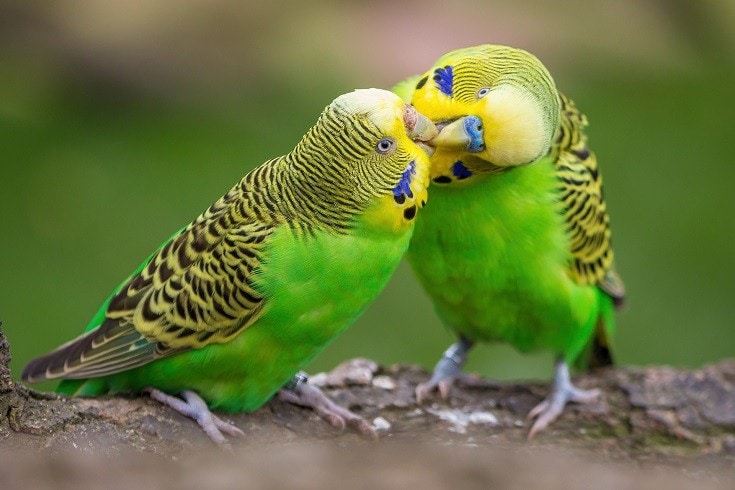 Budgerigar