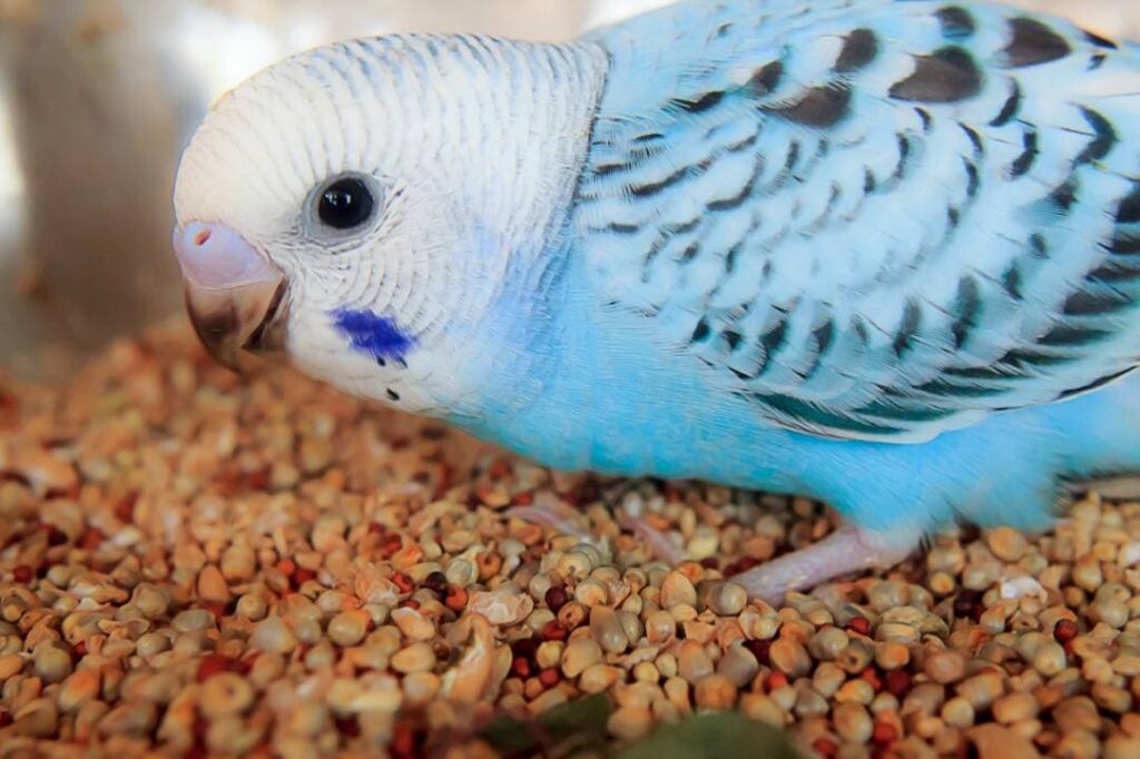 Budgie Eating corn seed_Ikhwan Ameer_Shutterstock