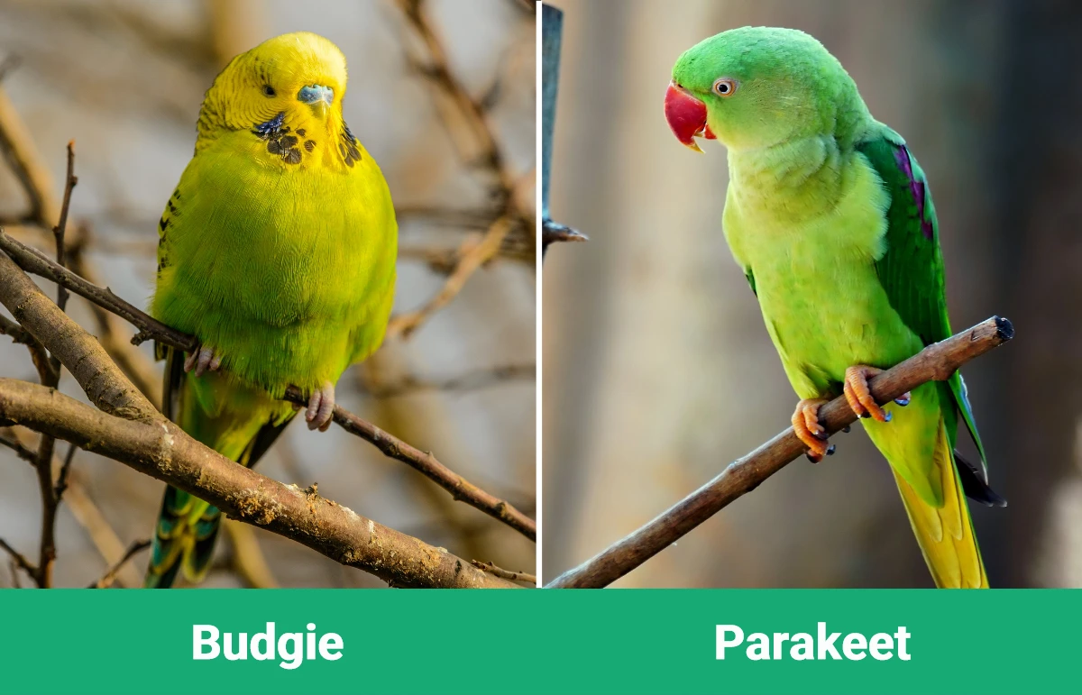 Budgie vs Parakeet - Visual Differences