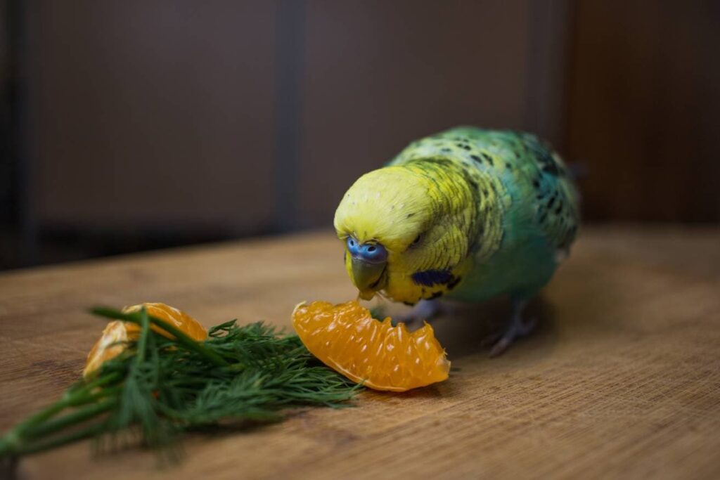 Budgies Eat Orange close up_Kolotygin Igor_Shutterstock