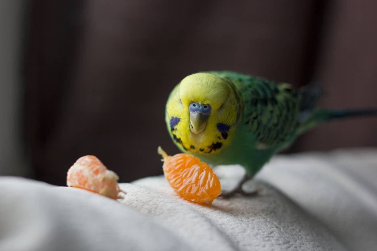 Budgies Eat Orange