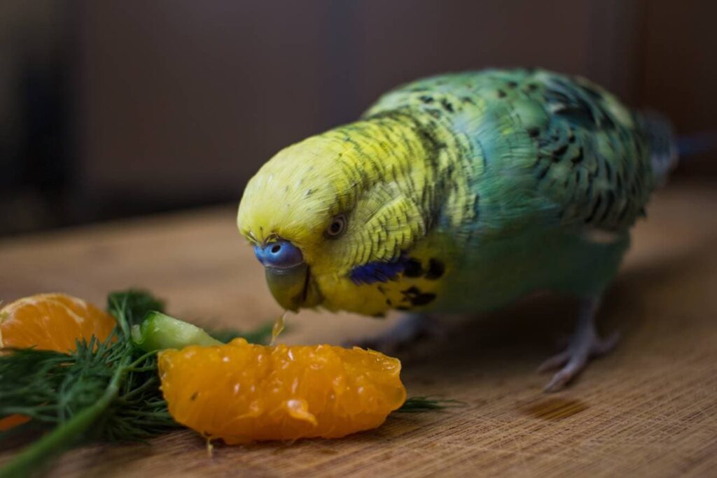 Budgies Eating orange on the wooden board