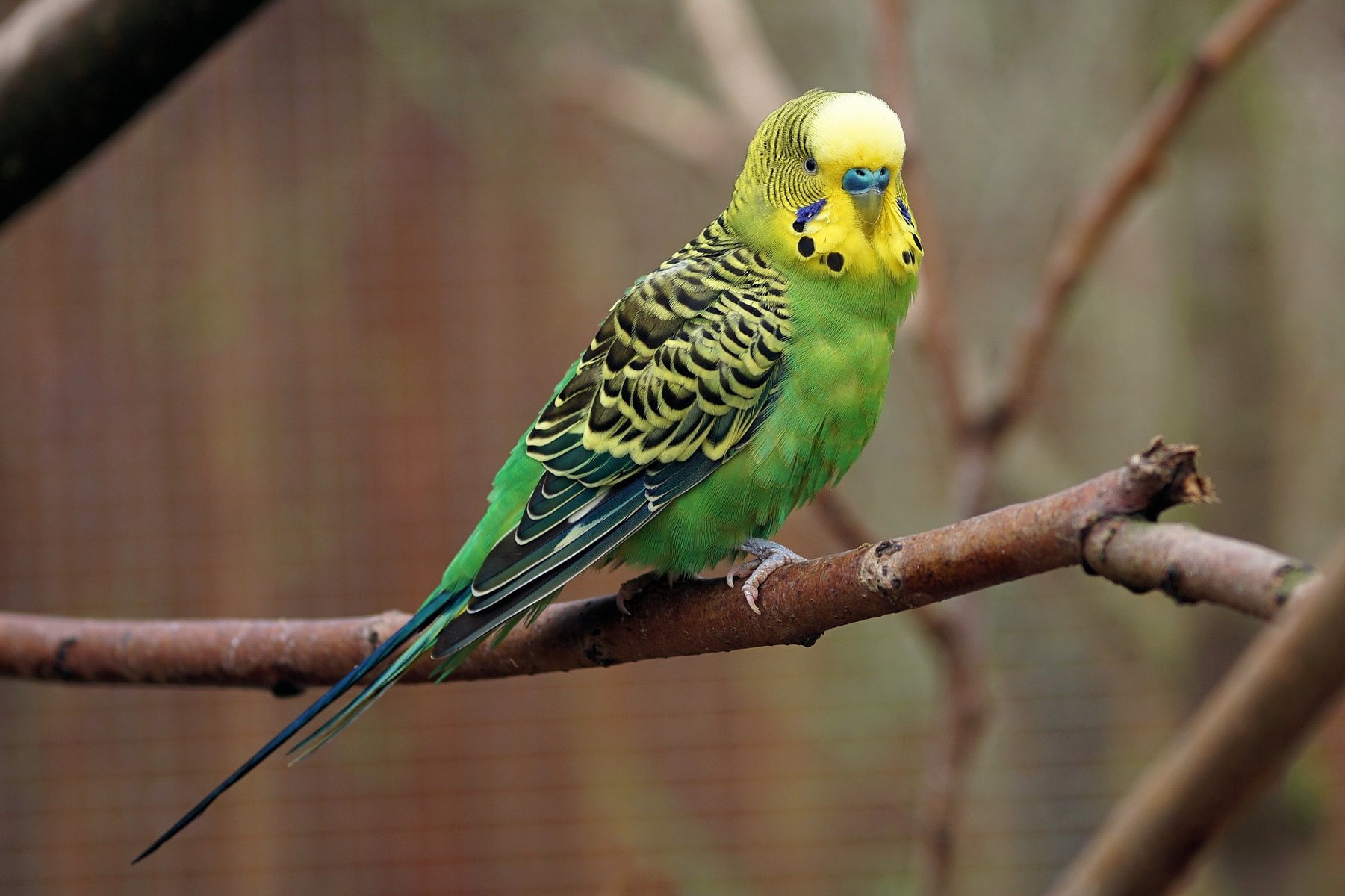 Budgies