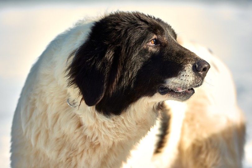 Bukovina Sheepdog in the snow
