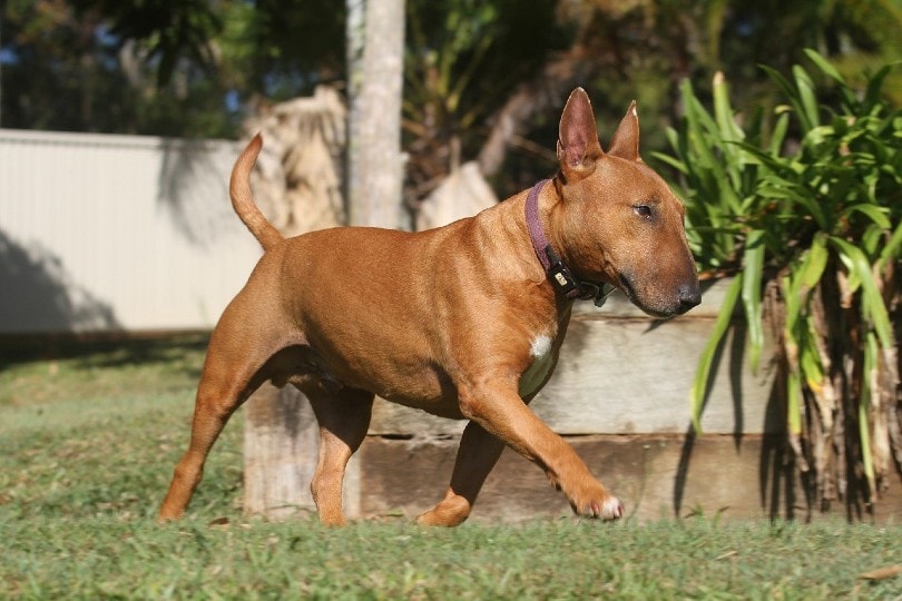 Bull Terrier