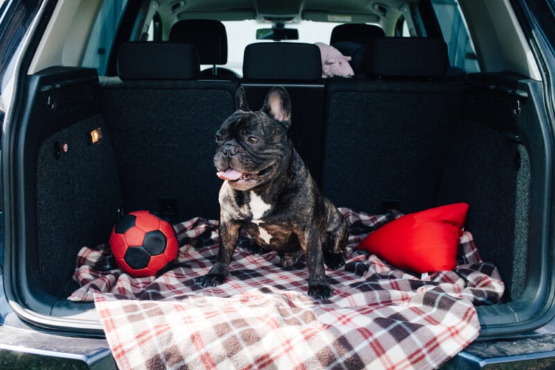 Bulldog sitting in the trunk of a car on a plaid
