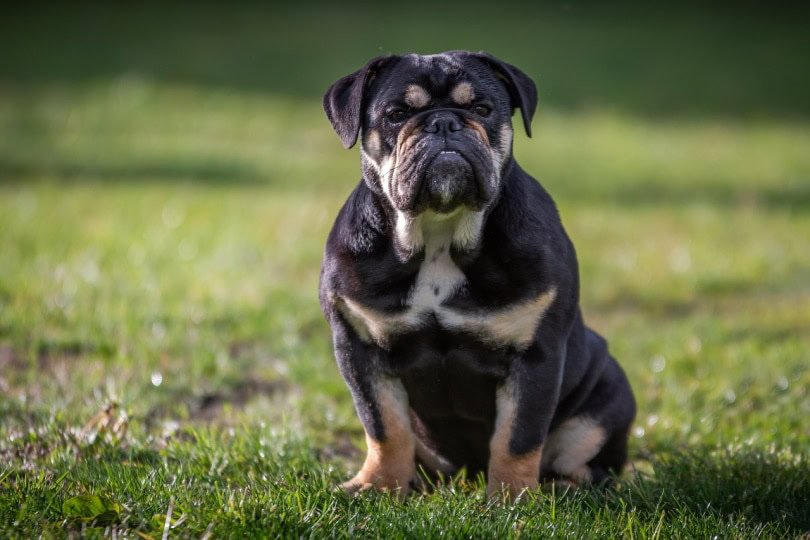 Bulldog sitting on the grass
