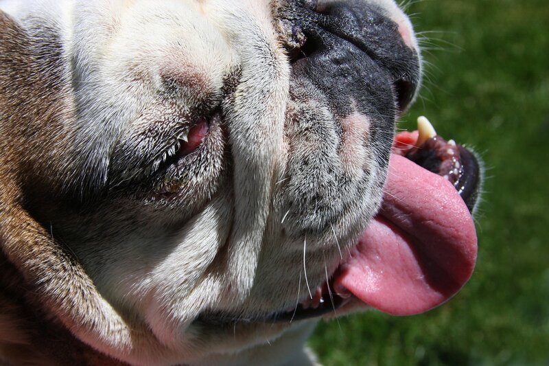 Bulldog with cherry eye