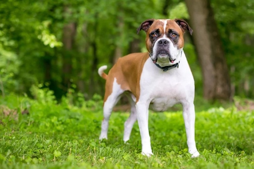 Bulloxer (Boxer x American Bulldog)