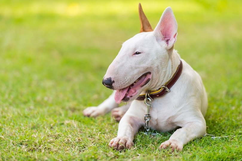 Bullterrier-on-green-field_tratong_shutterstock