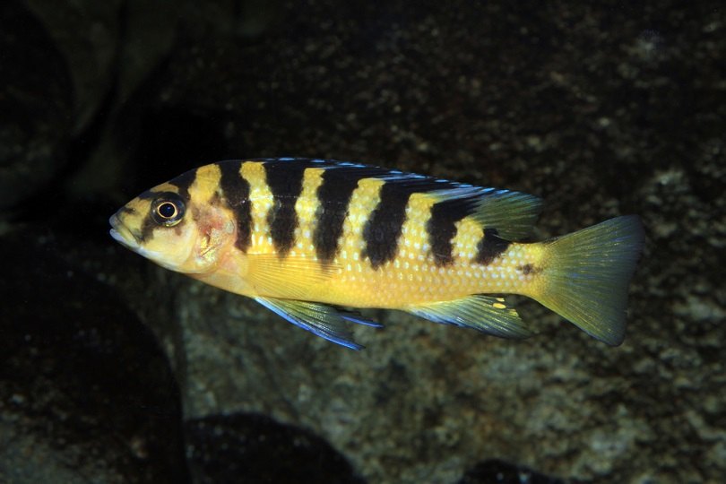 Bumblebee cichlid Pseudotropheus crabro_Michal Sloviak_shutterstock