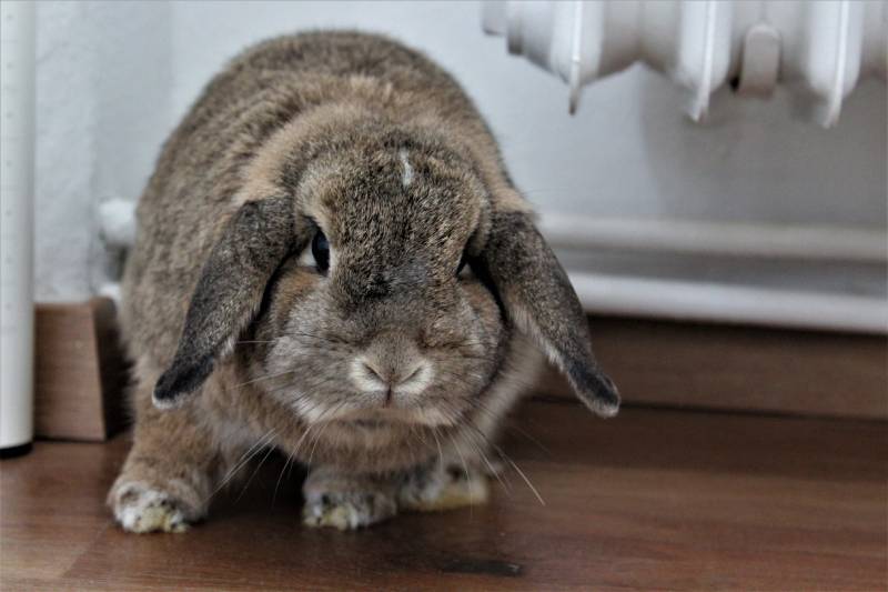 Bunny in battle stance