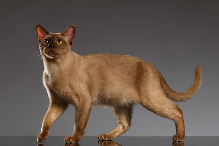 Image showcasing Burmese Cat Lifespan: Average Age & Life Expectancy (Vet-Verified ...