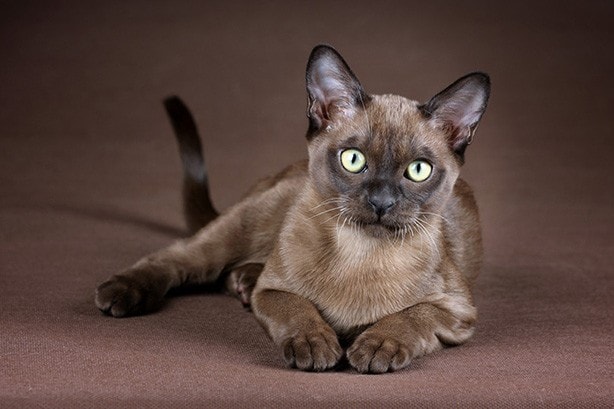 Burmese Cat