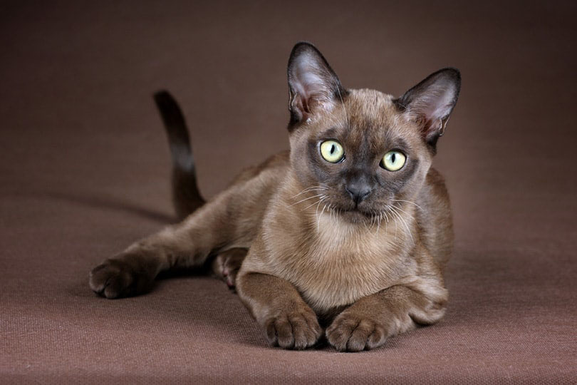 Burmese Cat sitting on the floor