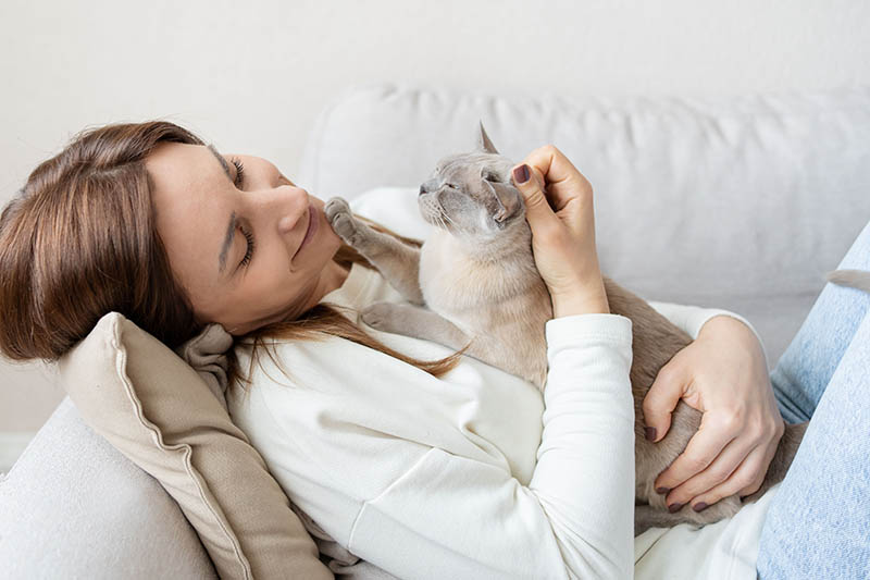 Burmese cat lies on the chest of a young woman lying on the sofa at home