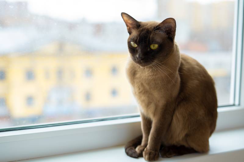 Burmese cat with yellow eyes is sitting on window sill looking straight