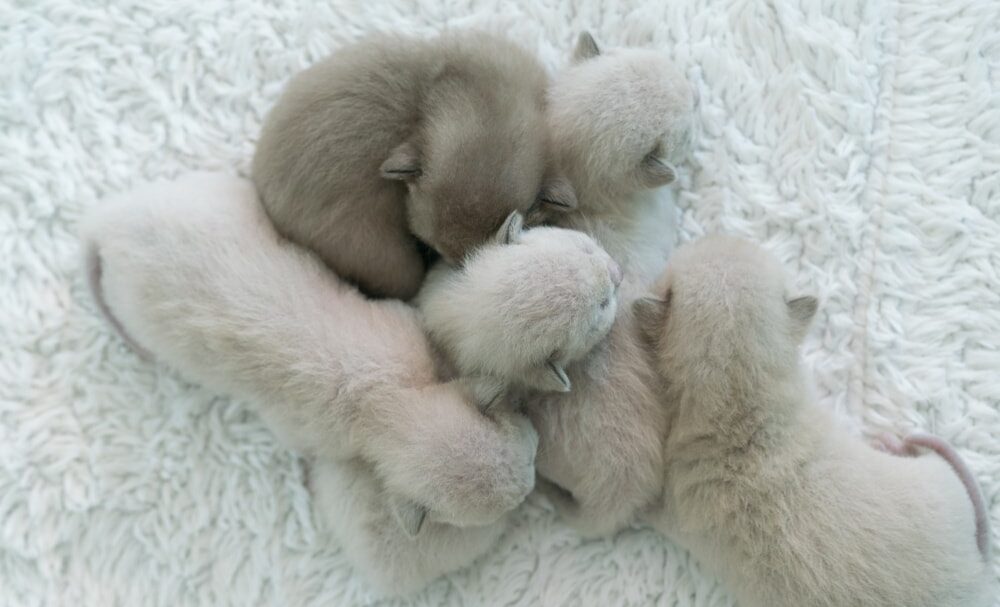 Burmese new born kittens