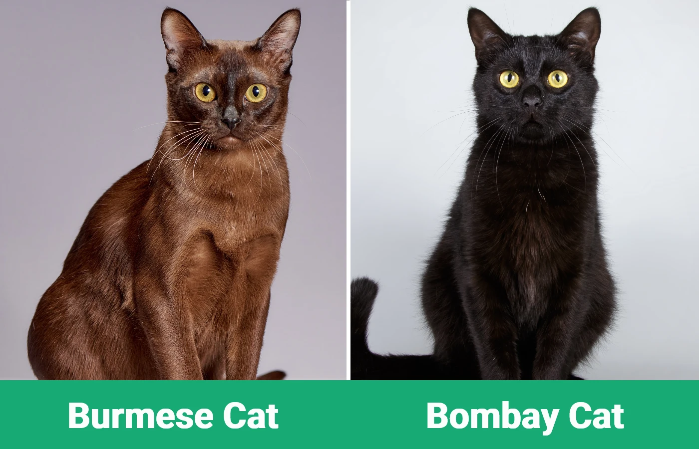 Burmese vs Bombay Cat - Visual Differences