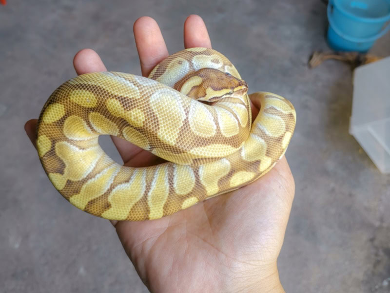 Butter ball python on a person's hand