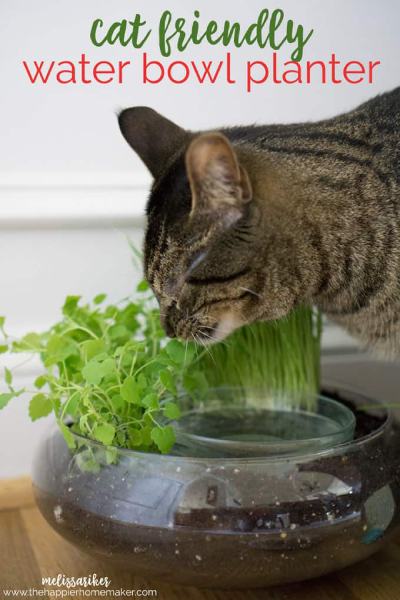 CAT FRIENDLY WATER BOWL PLANTER