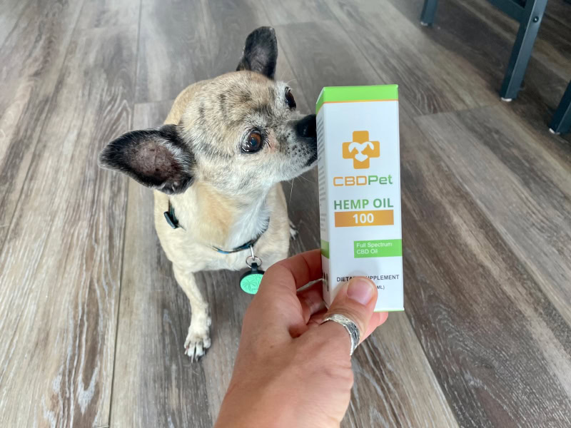 CBDPure CBDPet Hemp Oil - papyrus sniffing the packaging