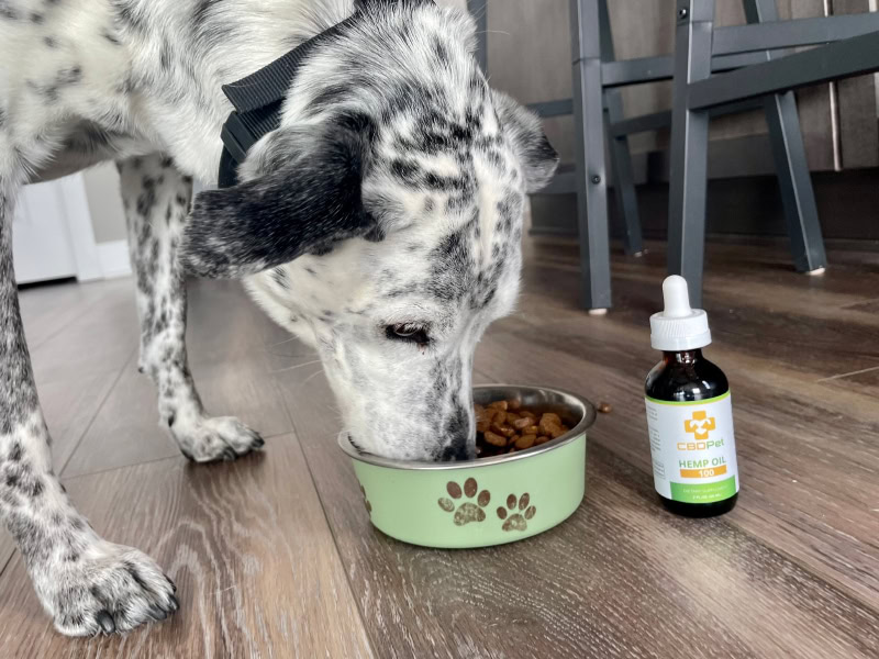 CBDPure CBDPet - ragz eating dog food with hemp oil