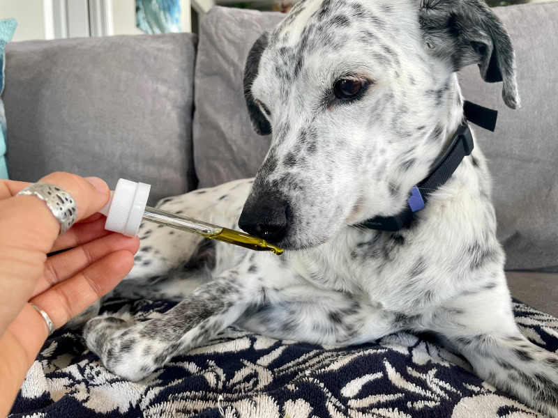 CBDPure CBDPet - ragz taking hemp oil