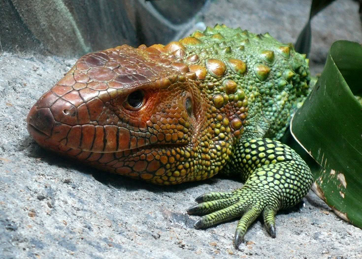 Caiman Lizard