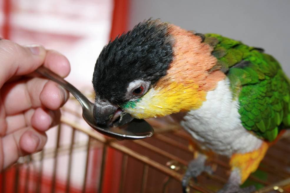 Caique Parrot drinking from spoon_Noheaphotos_Shutterstock