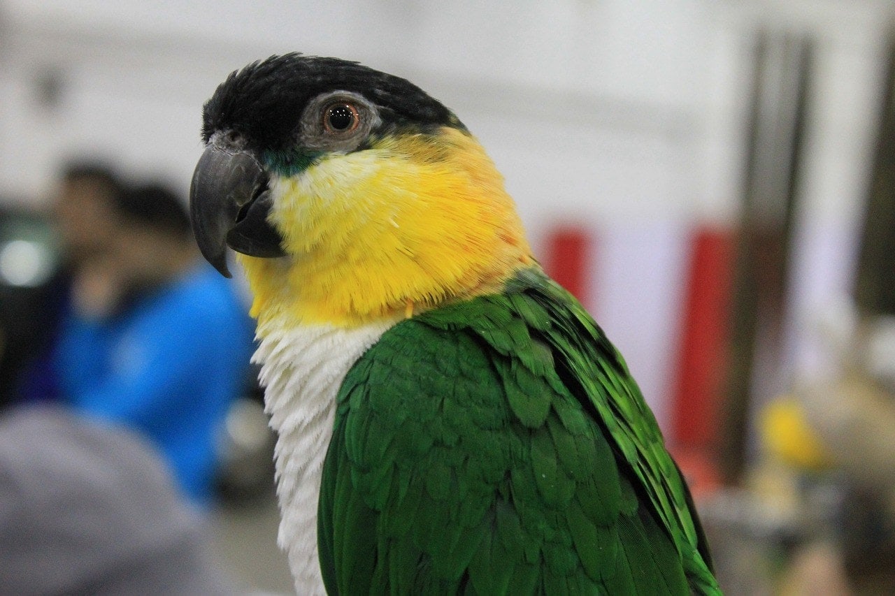 Black Headed Caique Parrot
