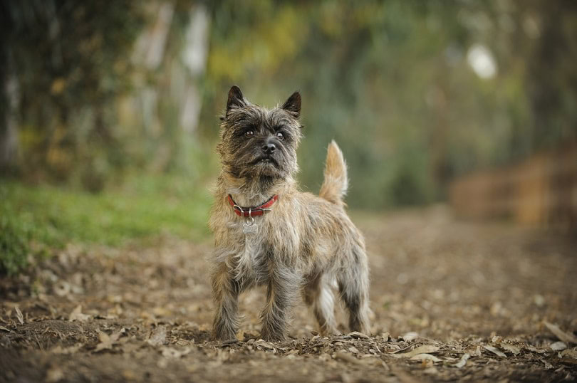 Cairn Terrier_everydoghasastory_Shutterstock